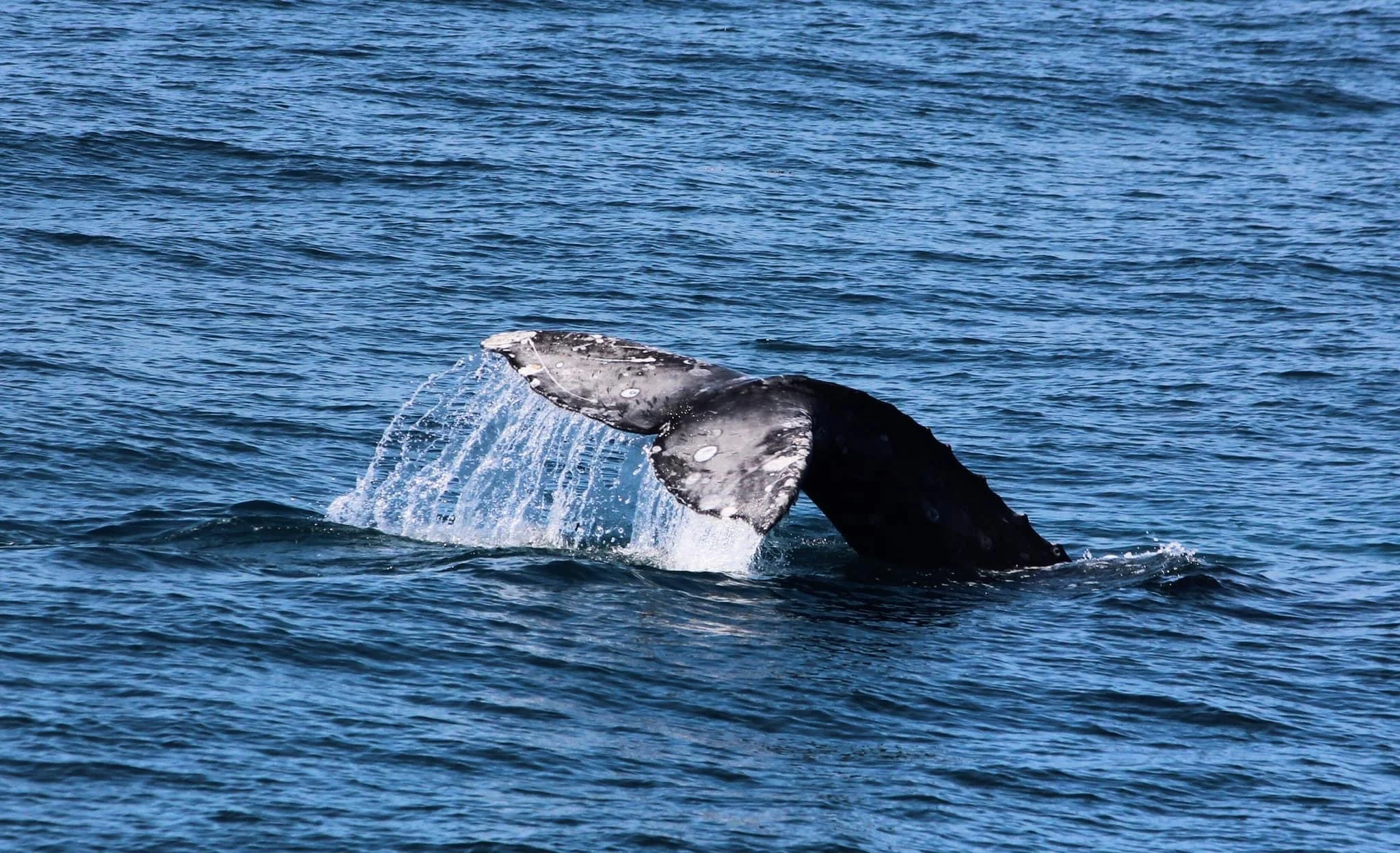 San Diego Whale & Dolphin Watching Adventure