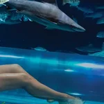 Tank Pool | Golden Nugget